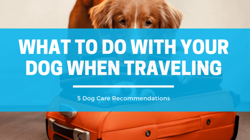 What to do with your dog when traveling - 5 tips