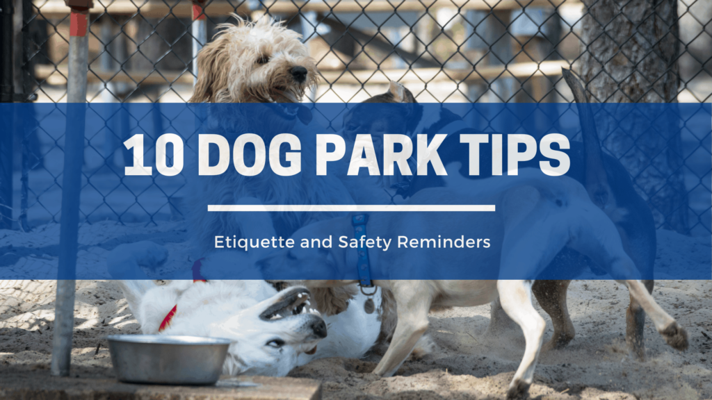 10 Dog Park Tips for a fun and safe visit