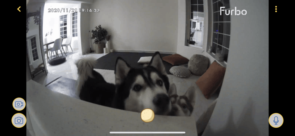 Furbo dog camera dog selfie 