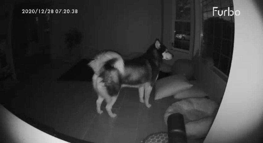 Furbo dog camera night vision