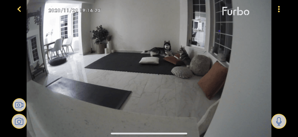 Two dogs seen from the Furbo Dog Camera 