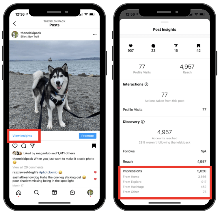 Dog instagram hashtag insights example