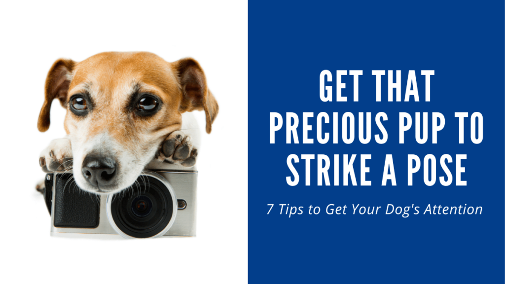 How to get your dog's attention for photos