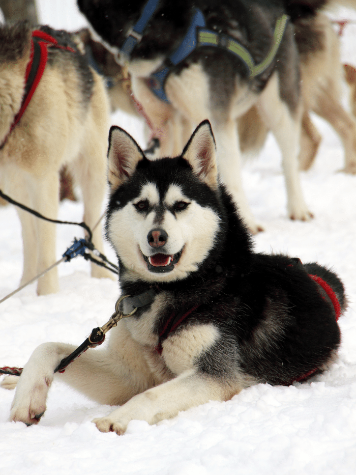 Alaskan Husky dog sitting in snow