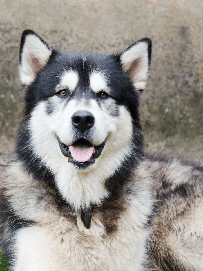 Alaskan Malamute dog