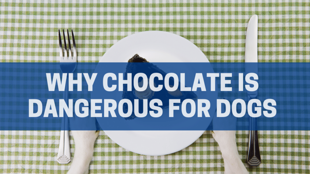 Why chocolate is dangerous for dogs