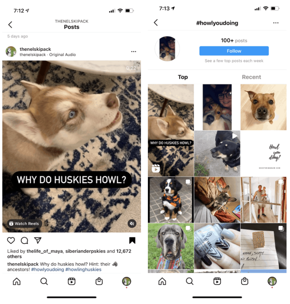 Hashtags 101 for Dog Instagram: What You Need to Know – The Nelski Pack