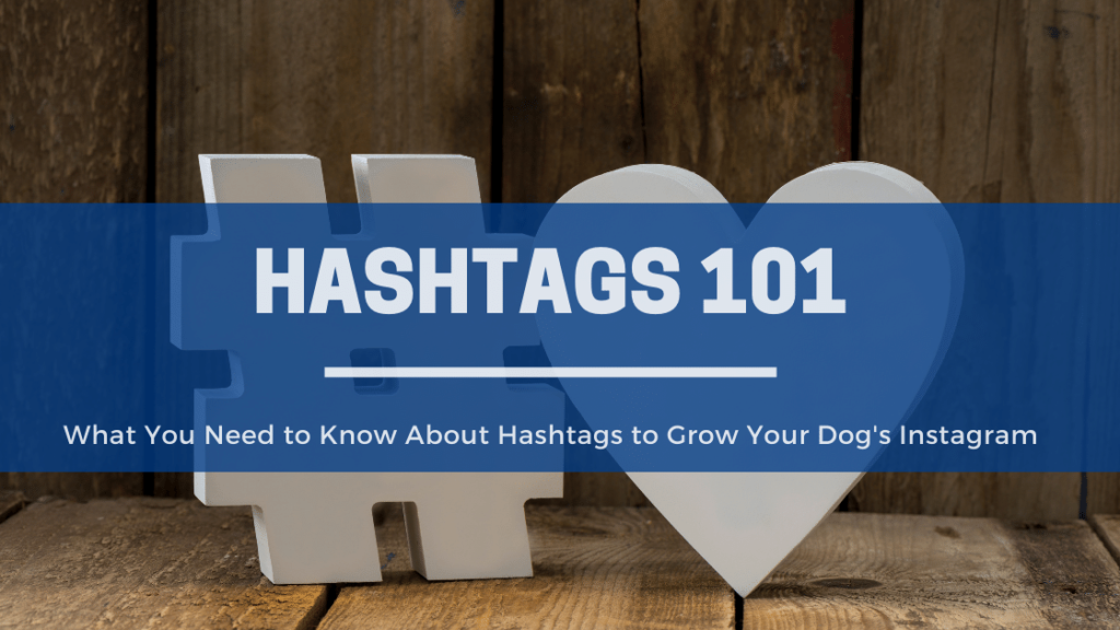 Hashtags 101: What you need to know for your dog's Instagram