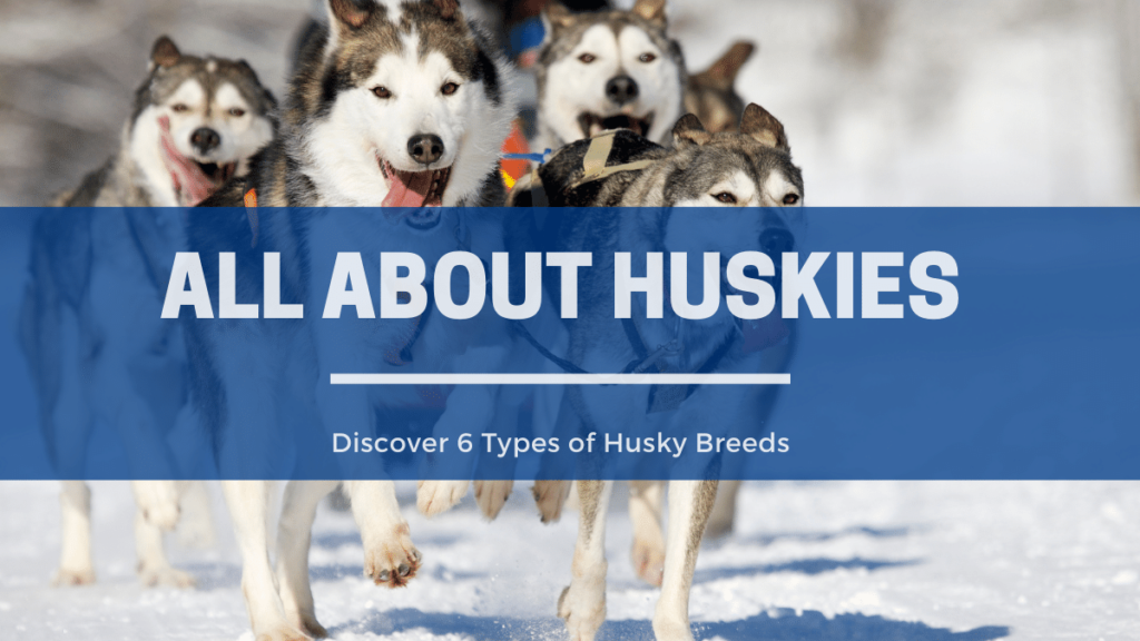 6 Husky Breeds You Should Know