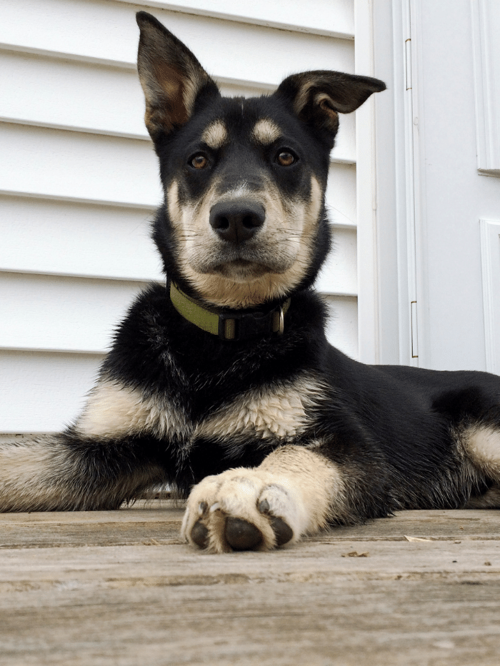 Labrador Husky dog sitting on the floor