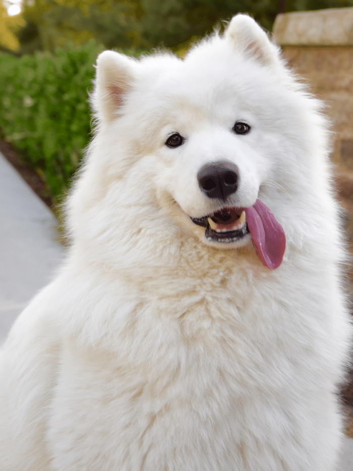 White Samoyed dog