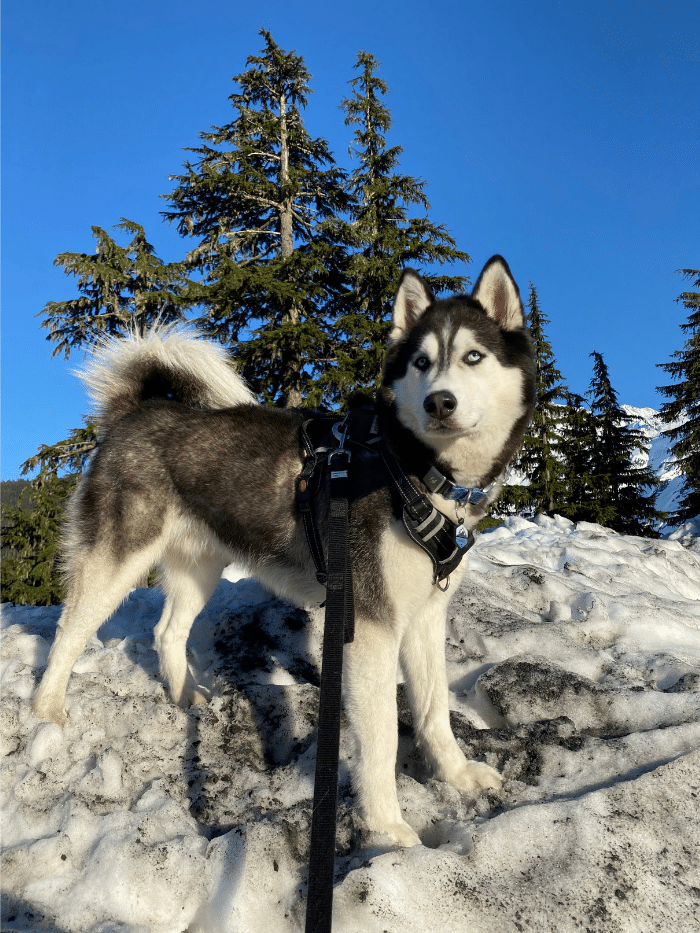 Siberian Husky standing in snow