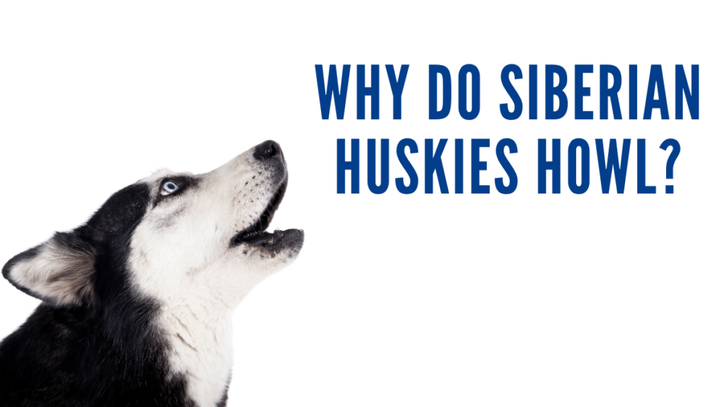 Why Do Siberian Huskies Howl