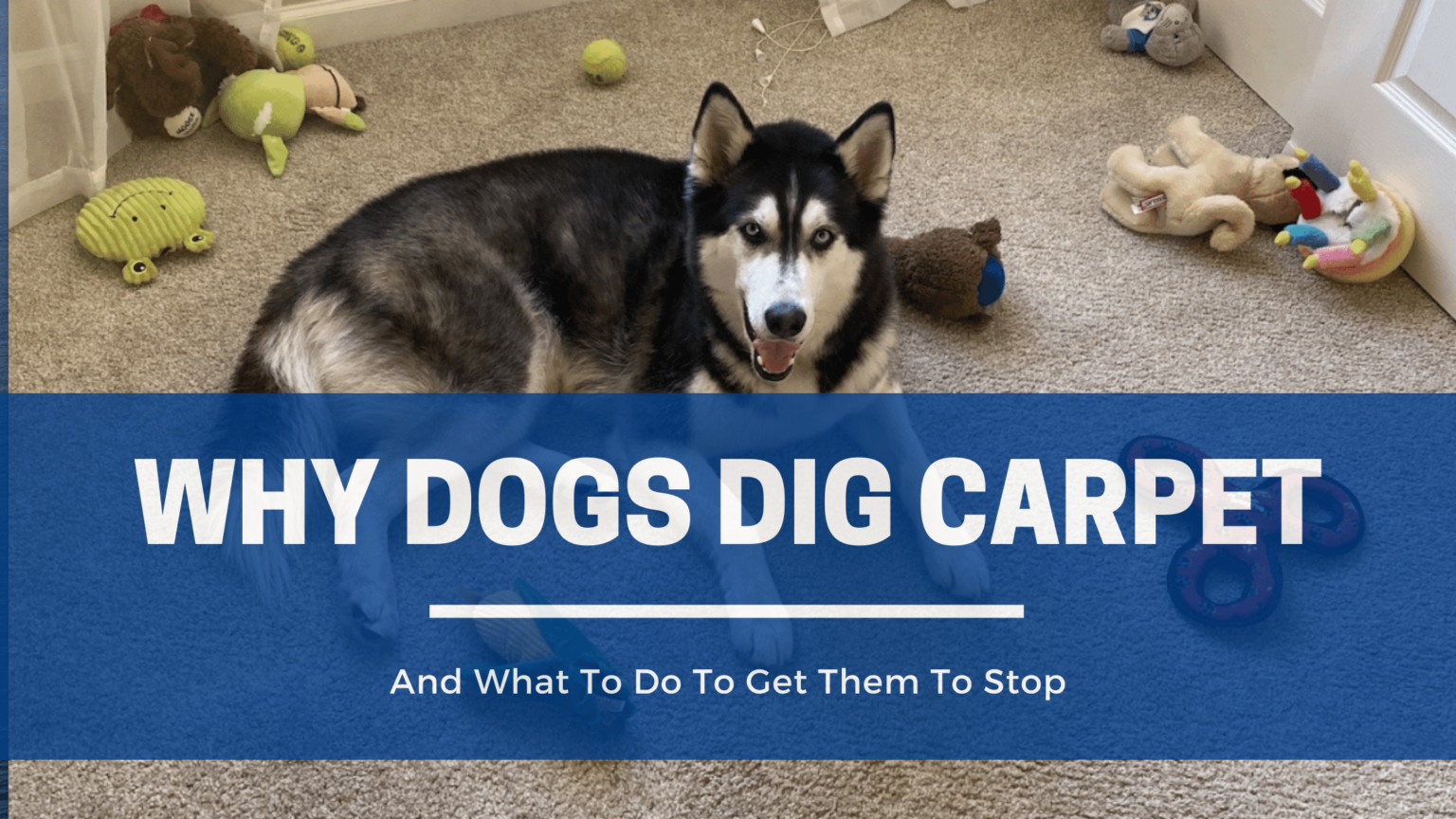 why-is-my-dog-digging-my-carpet-and-how-do-i-get-them-to-stop-the