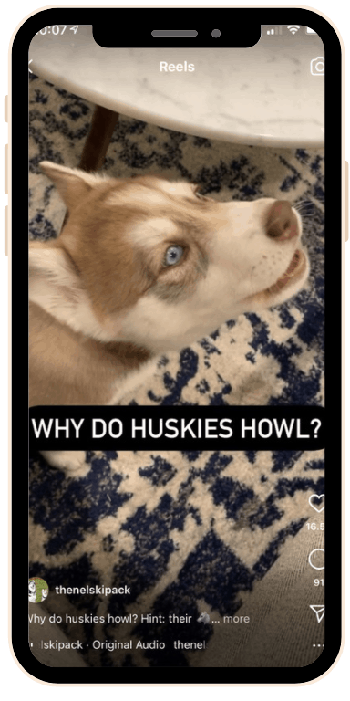 why do huskies howl a lot