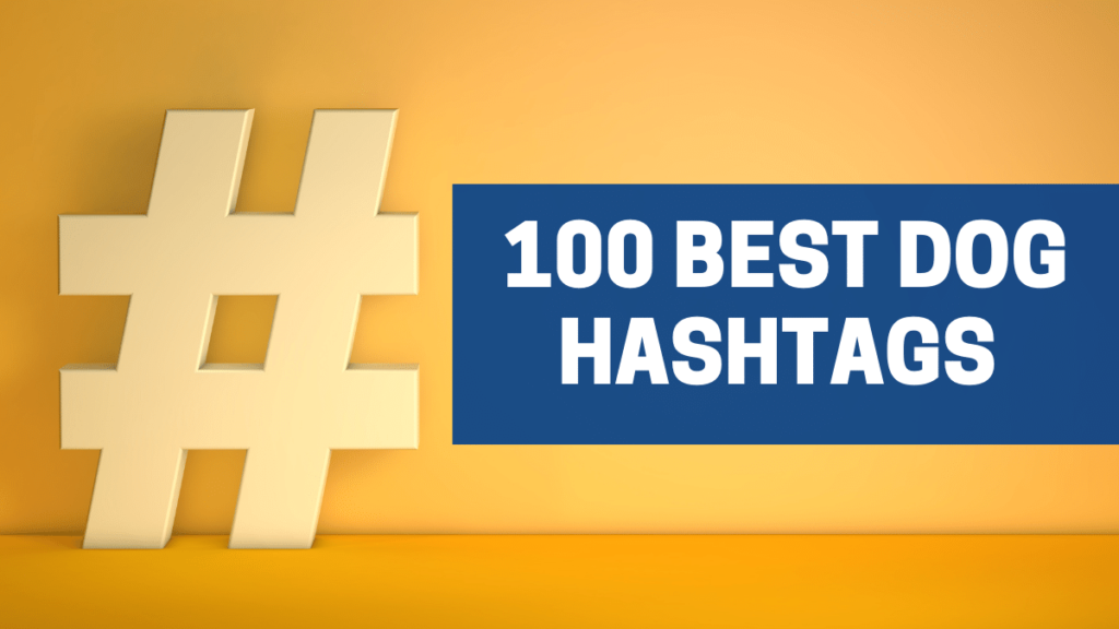 100 Best Dog Hashtags You Can Use in Your Next Post in 2021 The