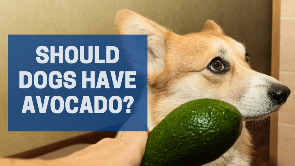 should dogs eat avocado banner showing a corgi turning away from an avocado
