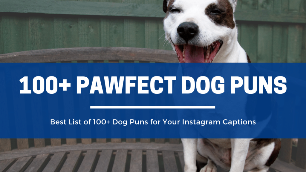 Best List of 100+ Paw-fect Dog Puns for Your Instagram Captions – The  Nelski Pack