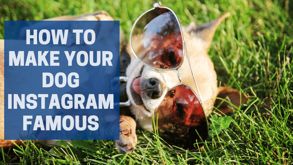 How to Make Your Dog Instagram Famous: Your Roadmap to Build a ...