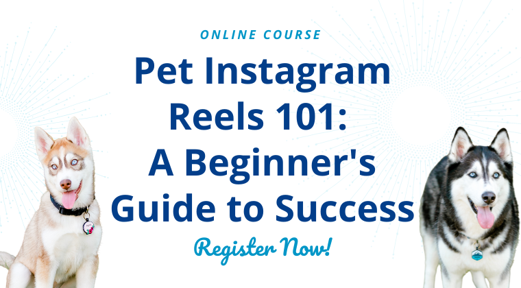 Pet Instagram Reels 101: A Beginner's Guide to Scuess